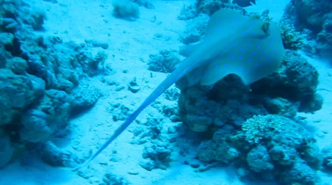 Scat on a coral reef Stock Footage 37235615