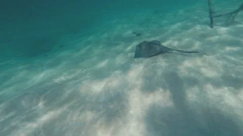 Scat under water Stock Footage 87948647