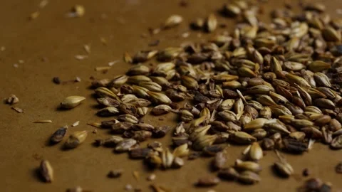 Scattered barley grains on brown surface with dramatic lighting Video stock 328085589