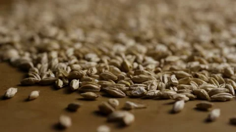 Scattered barley grains lying on a flat brown surface Stock Footage 327829267