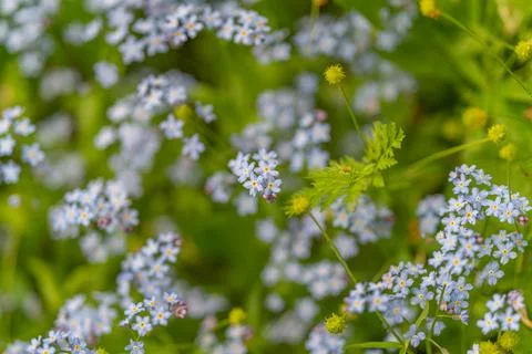 Scattered blue blooms create soft spring texture across green foliage, tight  Stock Photos