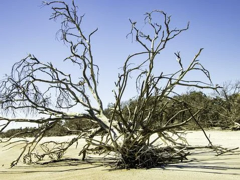 Scattered branch tree Foto stock