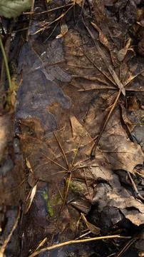 A scattered bunch of leaves is laying on the ground below Stock Photos