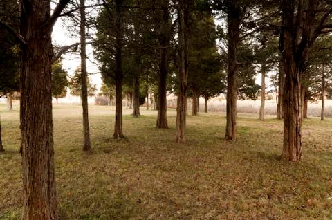 Scattered cedar trees Stock Photos