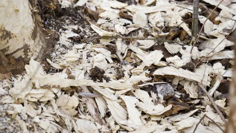 The scattered chopped woods from the tree trunk 스톡 동영상 131406576