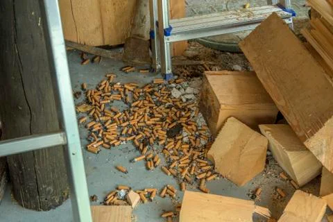Scattered cigarettes on the floor Stock Photos