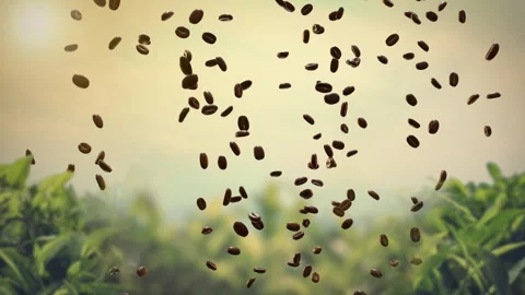 Scattered Coffee Beans Flying Over a Sunny Green Plantation 스톡 동영상 337119846