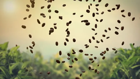 Scattered Coffee Beans Flying Over a Sunny Green Plantation Stock Footage 341960108