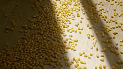 Scattered corn grains Stock Footage 302519566