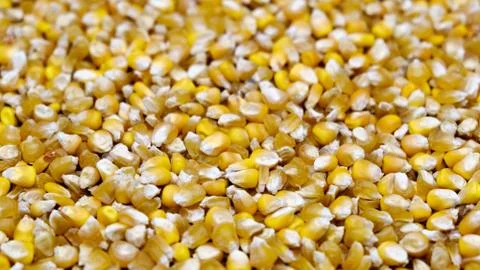 Scattered corn Seeds Stock Photos