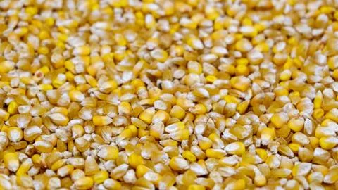 Scattered corn Seeds Stockfoto's