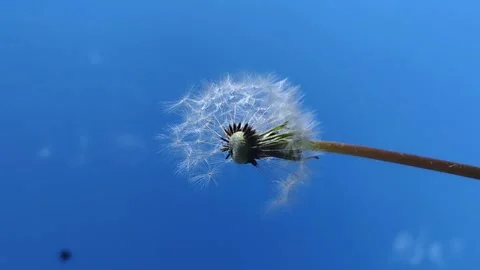 Scattered dandelion seeds on a blue sky. Stock Footage 244176653