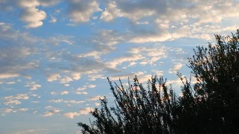 Scattered Daytime Clouds Above Tree Silhouettes 스톡 사진