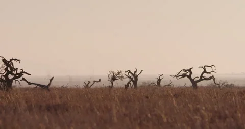 Scattered dead trees in the dry savannah at daybreak Stock Footage 314785946