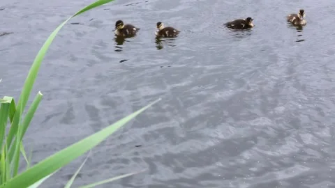 Scattered ducklings exploring shallow pond water near green vegetation Stock Footage 311564469