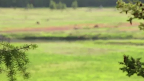 Scattered Elk in the Distance Stock Footage 79536922