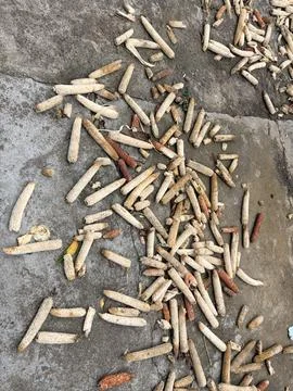 Scattered Empty Corn Cobs on Concrete Ground 스톡 사진