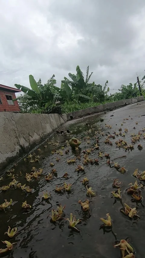 Scattered fallen coconut blossoms rest on rain-slicked asphalt. Stock Footage 336455395