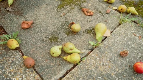 Scattered fallen pears and apple across cracked backyard paving with weeds, moss Stock Footage 345715107
