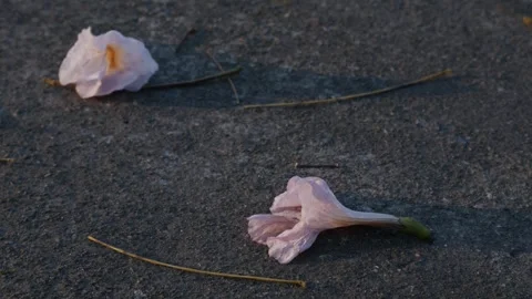 Scattered flower petals fallen on dark pavement Stock Footage 328629486