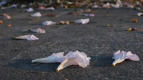 Scattered flower petals fallen on dark pavement Vidéo 328629491
