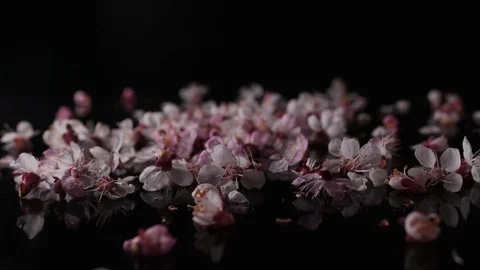 Scattered flowers on black background Stock Footage 127541317