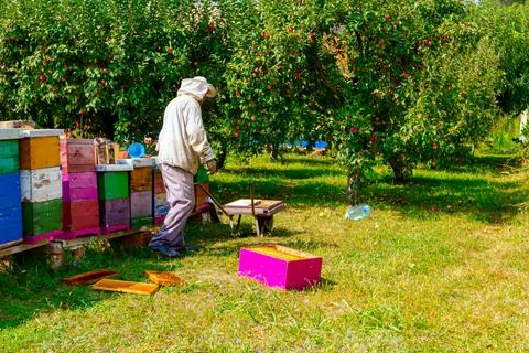 Scattered frames with honeycomb from the hives on the grass, beekeeper Stock Photos