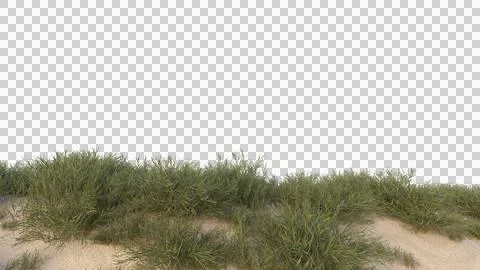 Scattered grass on sand Stock Photos