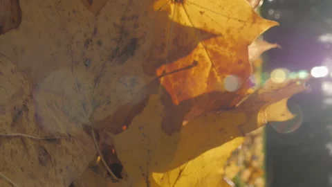 The scattered maple leaves on the ground. The camera moves slowly to the left. Stock Footage 274110987