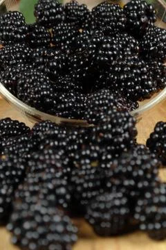 Scattered mulberry Stock Photos
