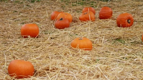 Scattered Orange Pumpkins Lying on a Bed of Hay in a Field Stock Footage 319470445