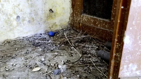 Scattered Pigeon Feathers and Broken Nest Depicting Urban Wildlife Damage Stock Footage 335378630