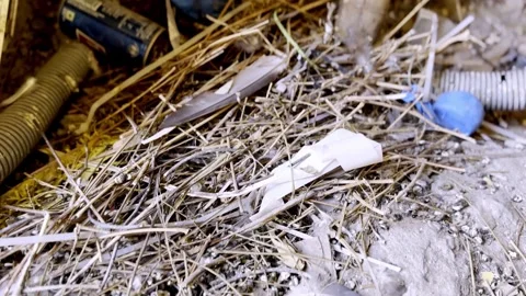 Scattered Pigeon Feathers and Broken Nest Depicting Urban Wildlife Damage Stock Footage 335378657