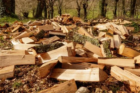 Scattered pile of freshly split oak logs on the ground in a wood Stock Photos