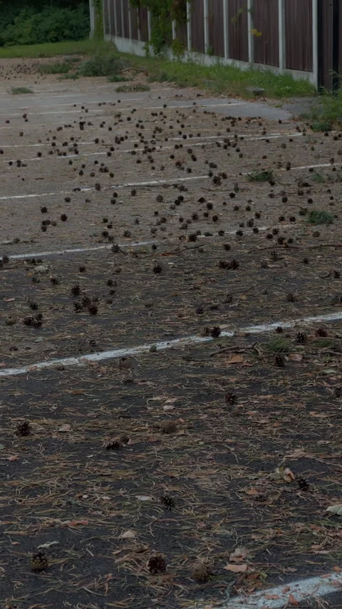 Scattered pine cones across worn parking area beside fence in quiet overcast Stock Footage 344967934