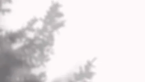 Scattered pine tree branch shadows dancing on a white background for aesthe.. Stock Footage 346907589