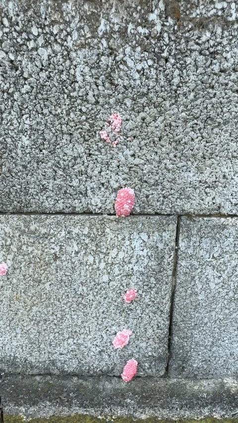 Scattered Pink Apple Snail Eggs on Textured Stone Wall Video stock 342790524