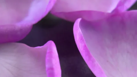 Scattered Pink Rose Petals Rotating, Botanical Studio Close Up Vidéo 340524090