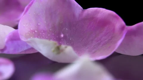 Scattered Pink Rose Petals Rotating, Botanical Studio Close Up Vidéo 340524183