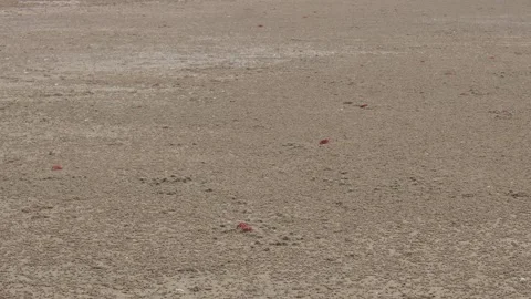 Scattered Red Crabs Video stock 336707014