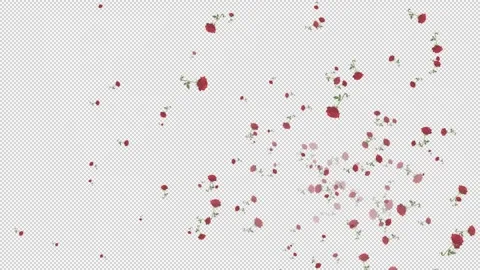 Scattered rose petals on a transparent background. 스톡 동영상 321006448