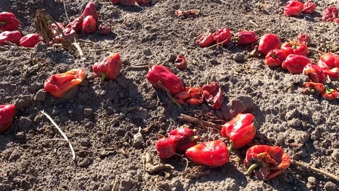 Scattered rotting vegetables on ground Stock Footage 123366125