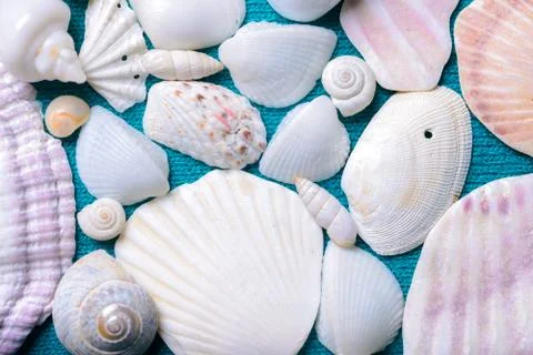 Scattered sea shells Stock Photos