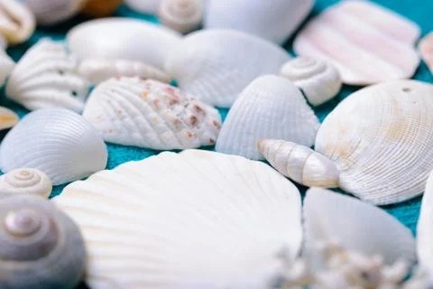 Scattered sea shells Stock Photos