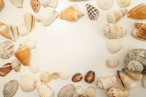 Scattered seashell (with text space) Stock Photos
