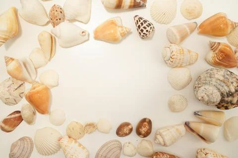 Scattered seashell (with text space) Stock Photos