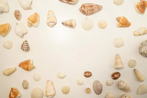 Scattered seashell (with text space) Stock Photos