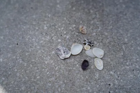 Scattered Seashells on Concrete Surface Close Up Foto stock
