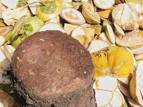 Scattered shells of peeled coconuts Stock Photos