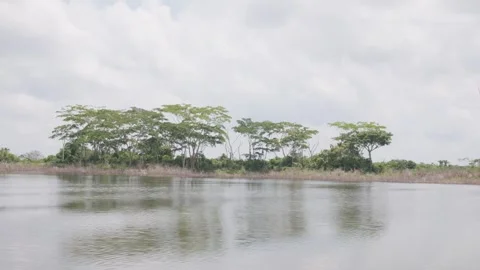 Scattered Shoreline Trees Reflected in Calm Water Stock-Footage 345018892
